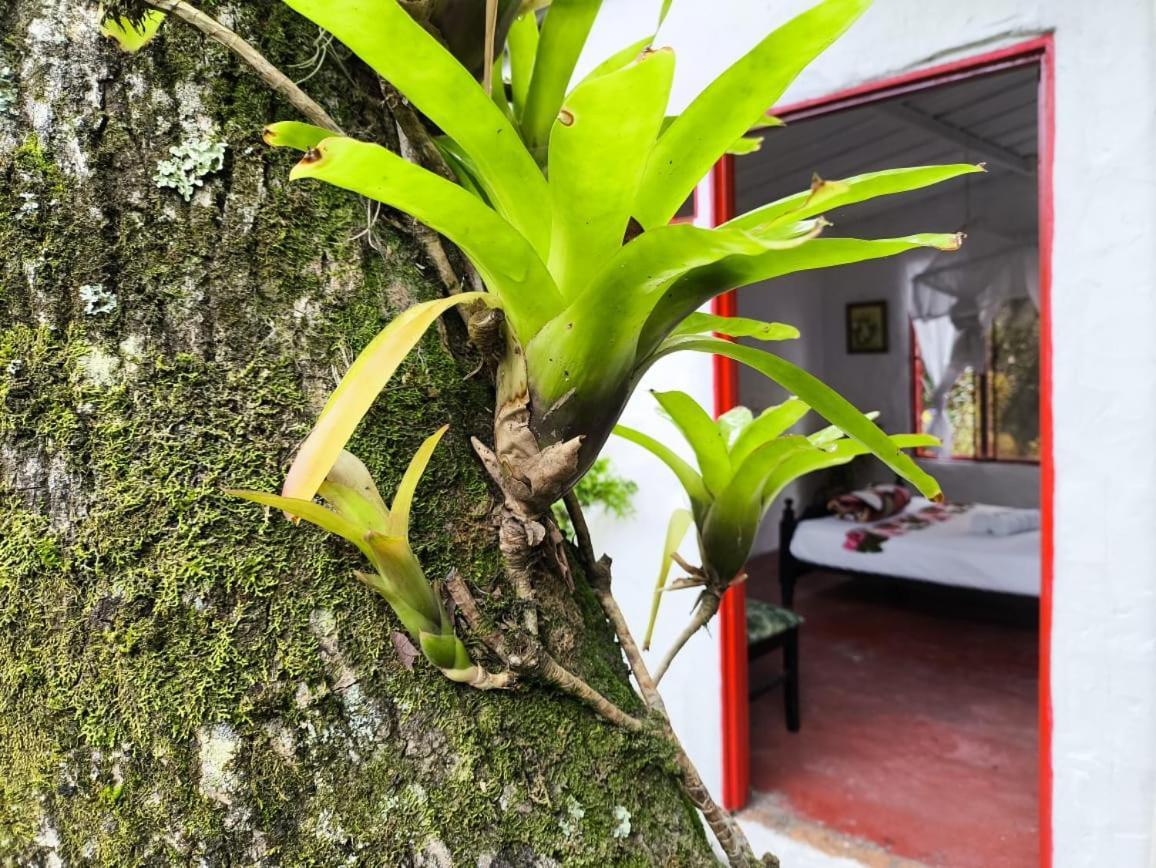 Villa Sonia Eco-Hostel Gigante Luaran gambar